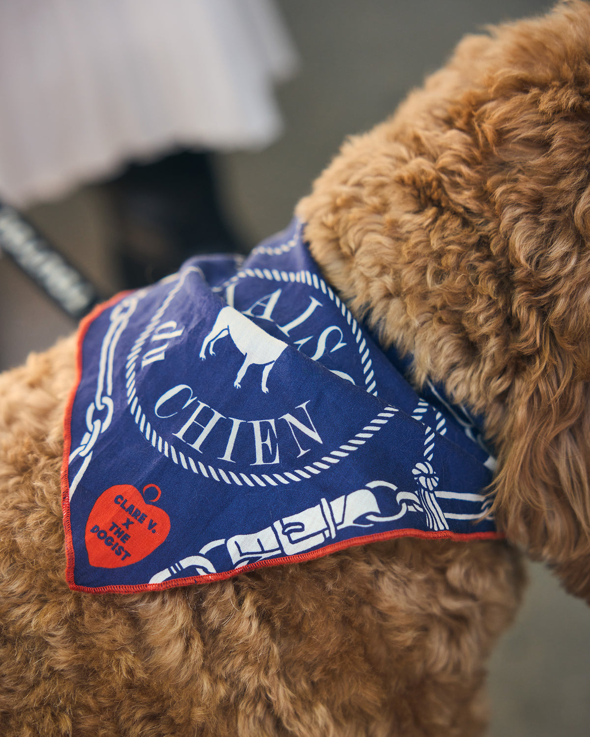 Dog Bandana on dog close up