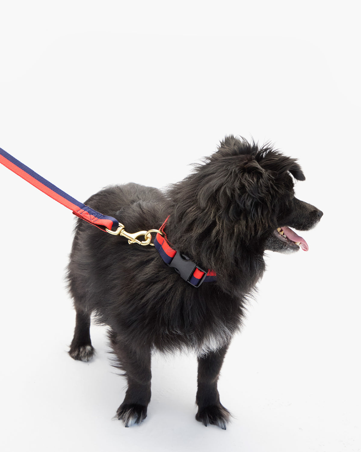 Elsa Collar with leash on small dog