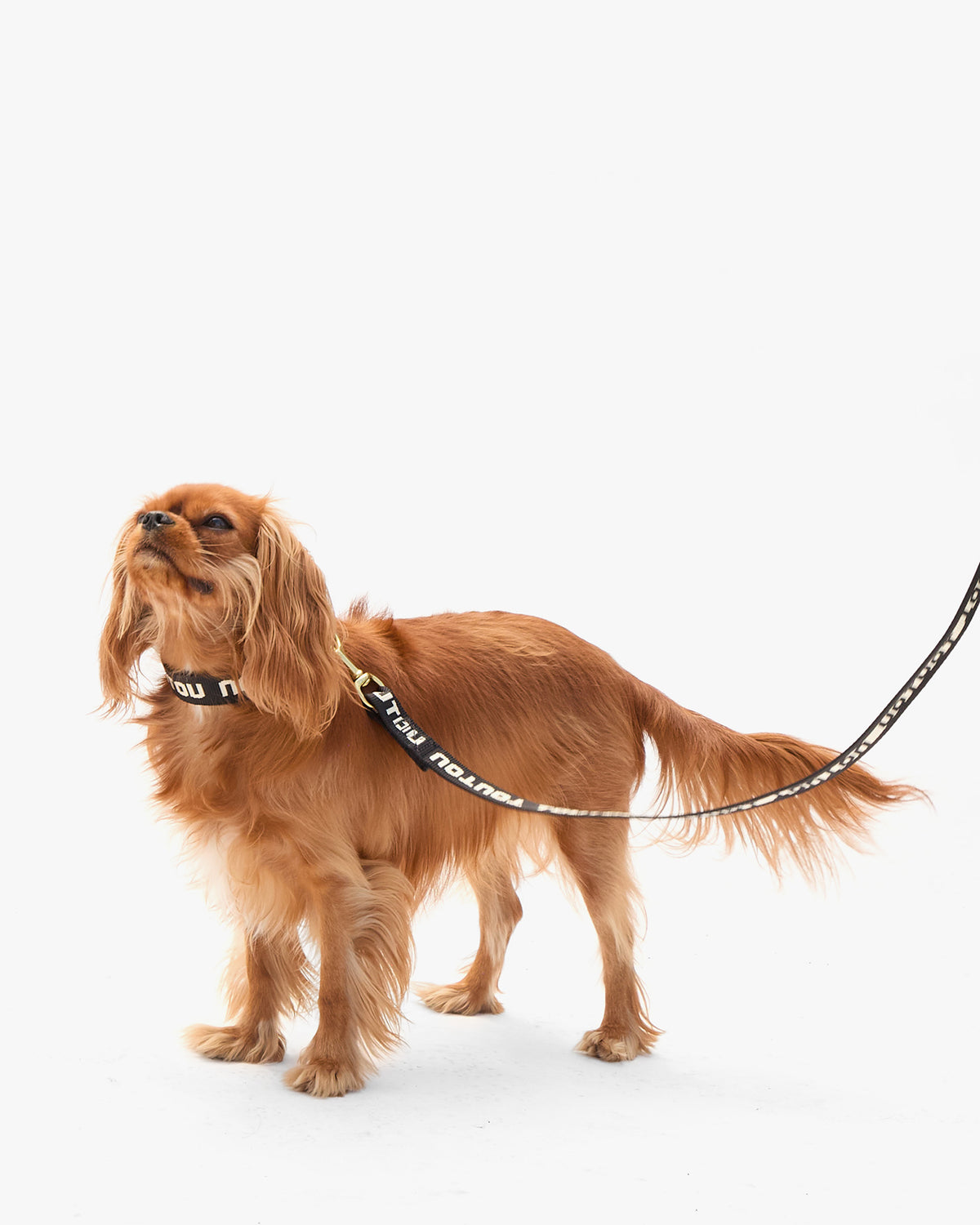 Elsa Leash on dog 2