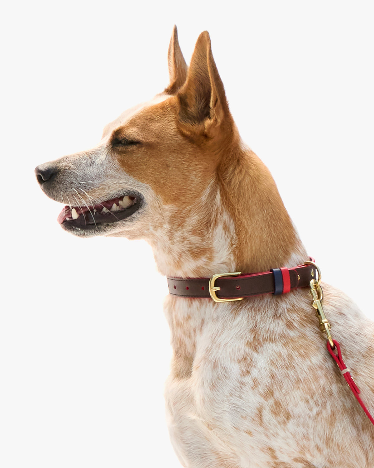 Paco Collar on dog