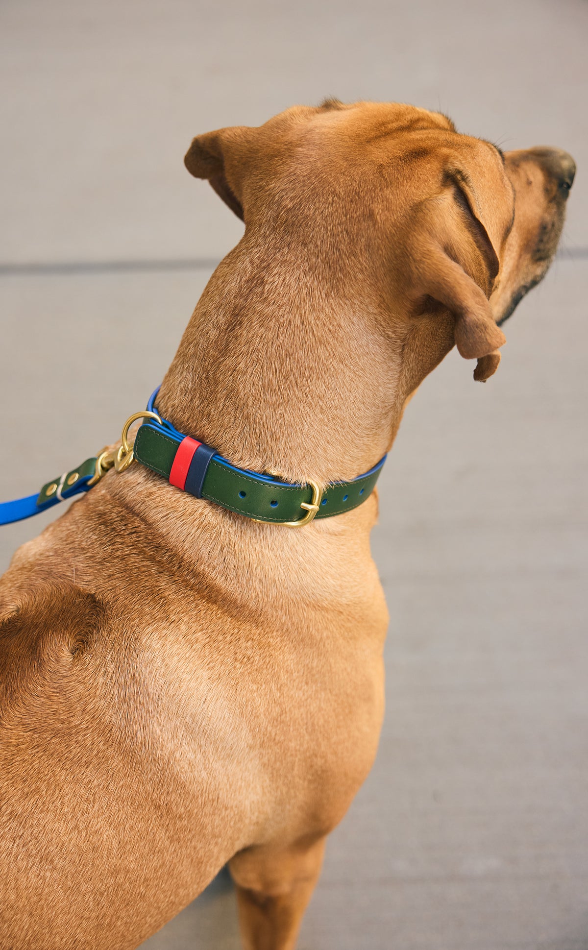 Dog wearing the Evergreen Paco Collar with matching Paco leash.