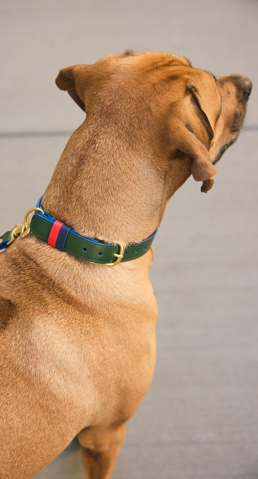 Dog wearing the Evergreen Paco Collar with matching Paco leash.
