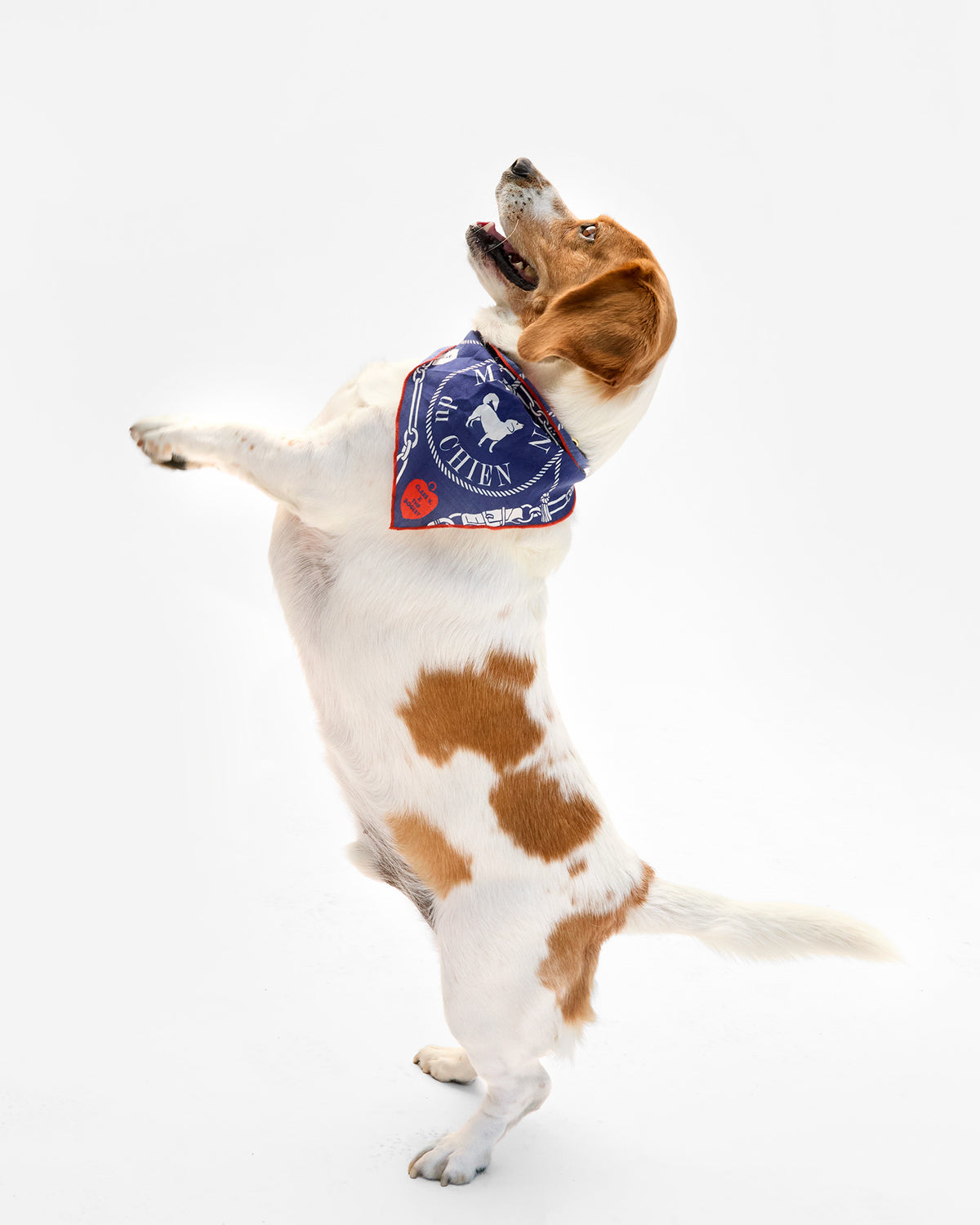 Dog Bandana on dog