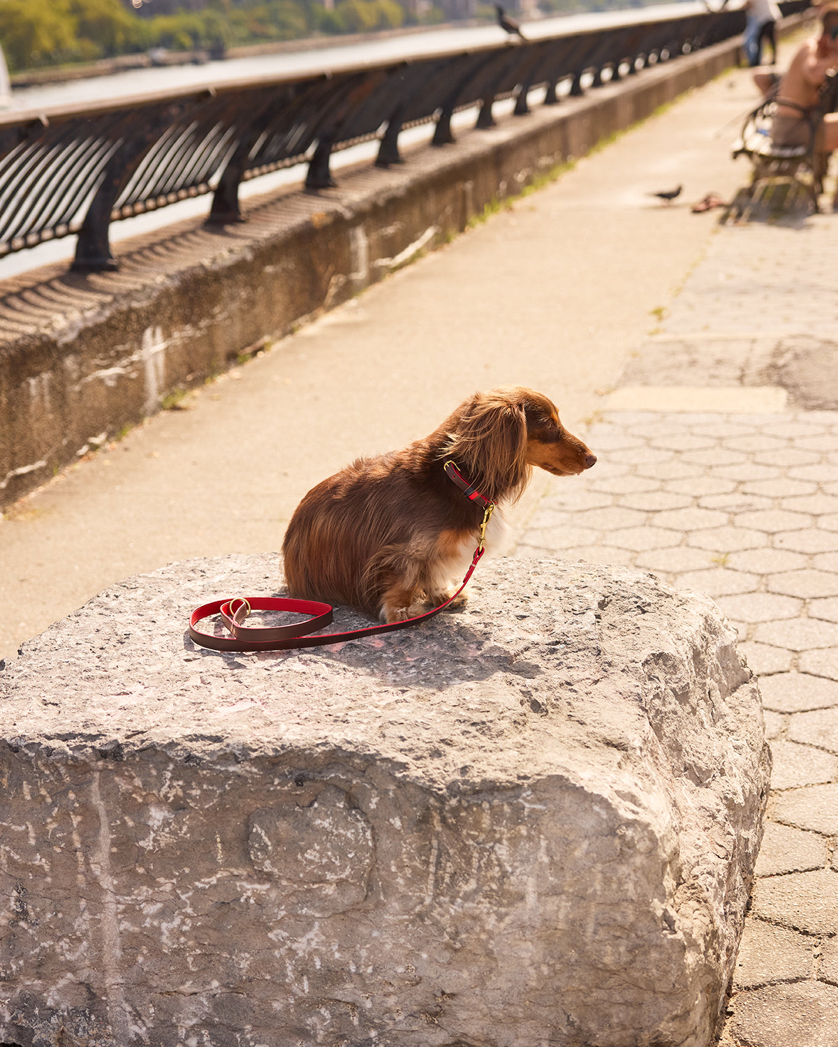 Long-Haired Dachshund sitting on a rock wearing the Clare V. x The Dogist collar with the matching leash. 