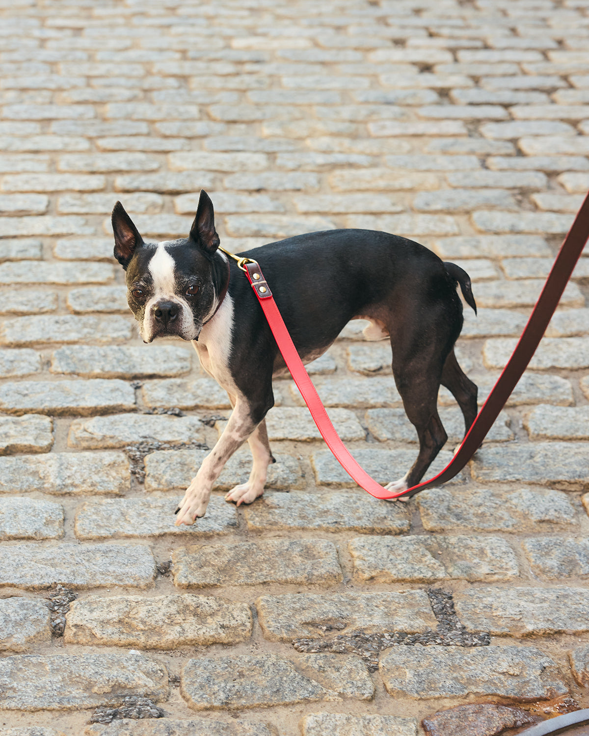 A Boston Terrier dog standing on a cobblestone street, with the Clare V. x The Dogist leash. 