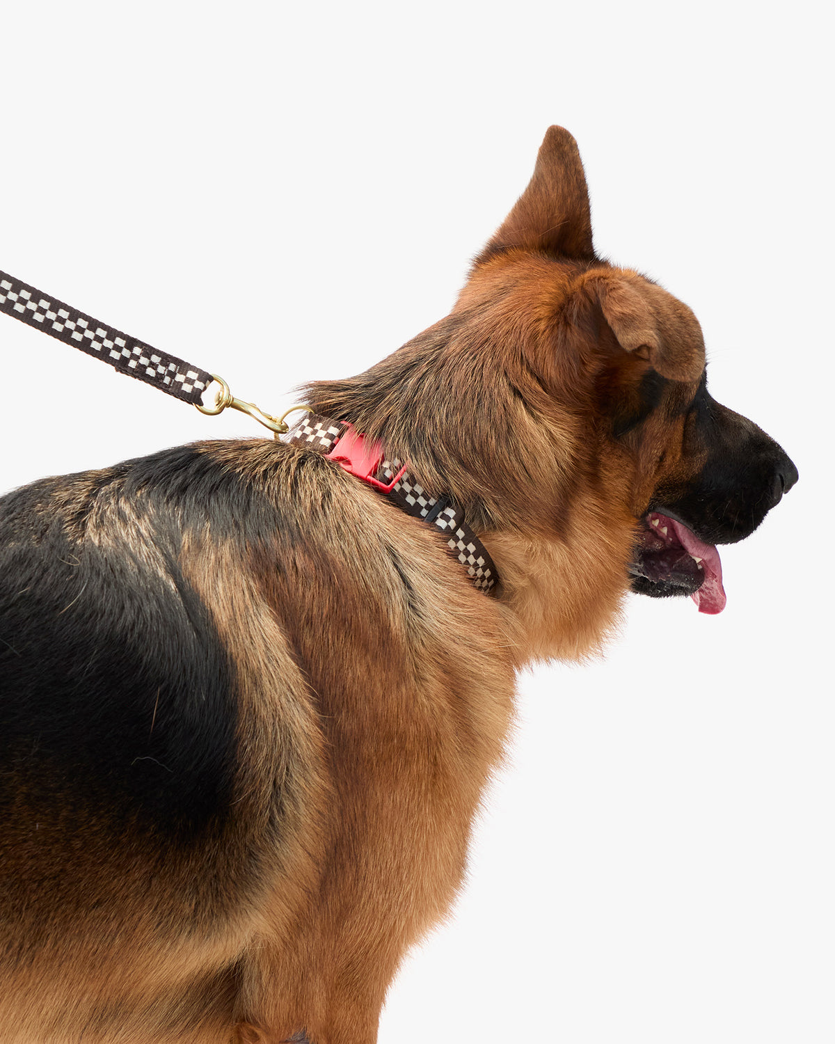 Elsa Collar on dog