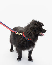Elsa Collar with leash on small dog