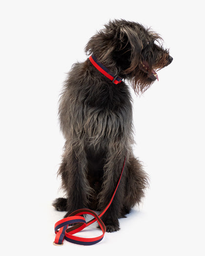 Elsa Collar with leash on big dog