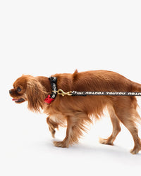 Elsa Collar on dog