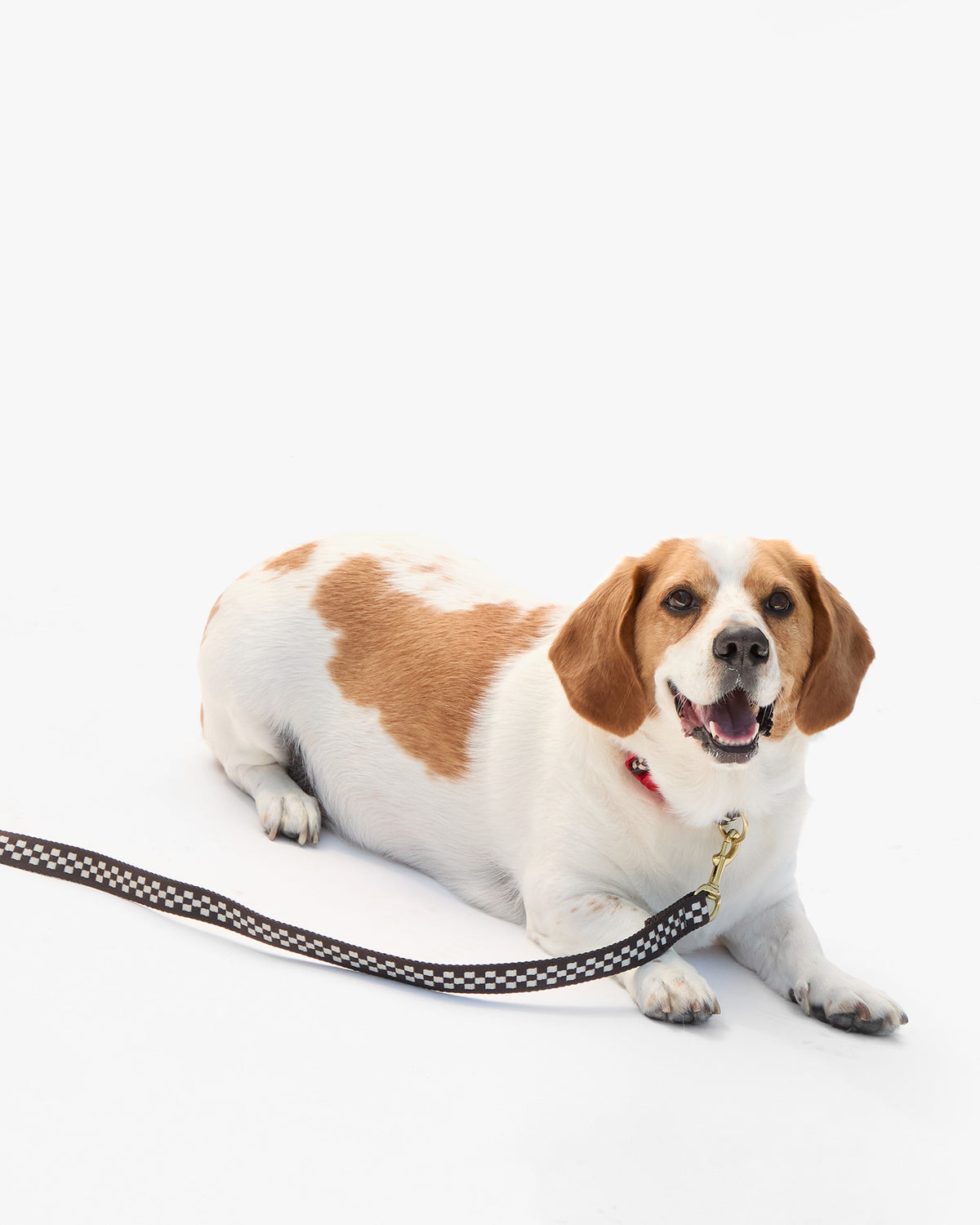 Elsa Leash on dog sitting