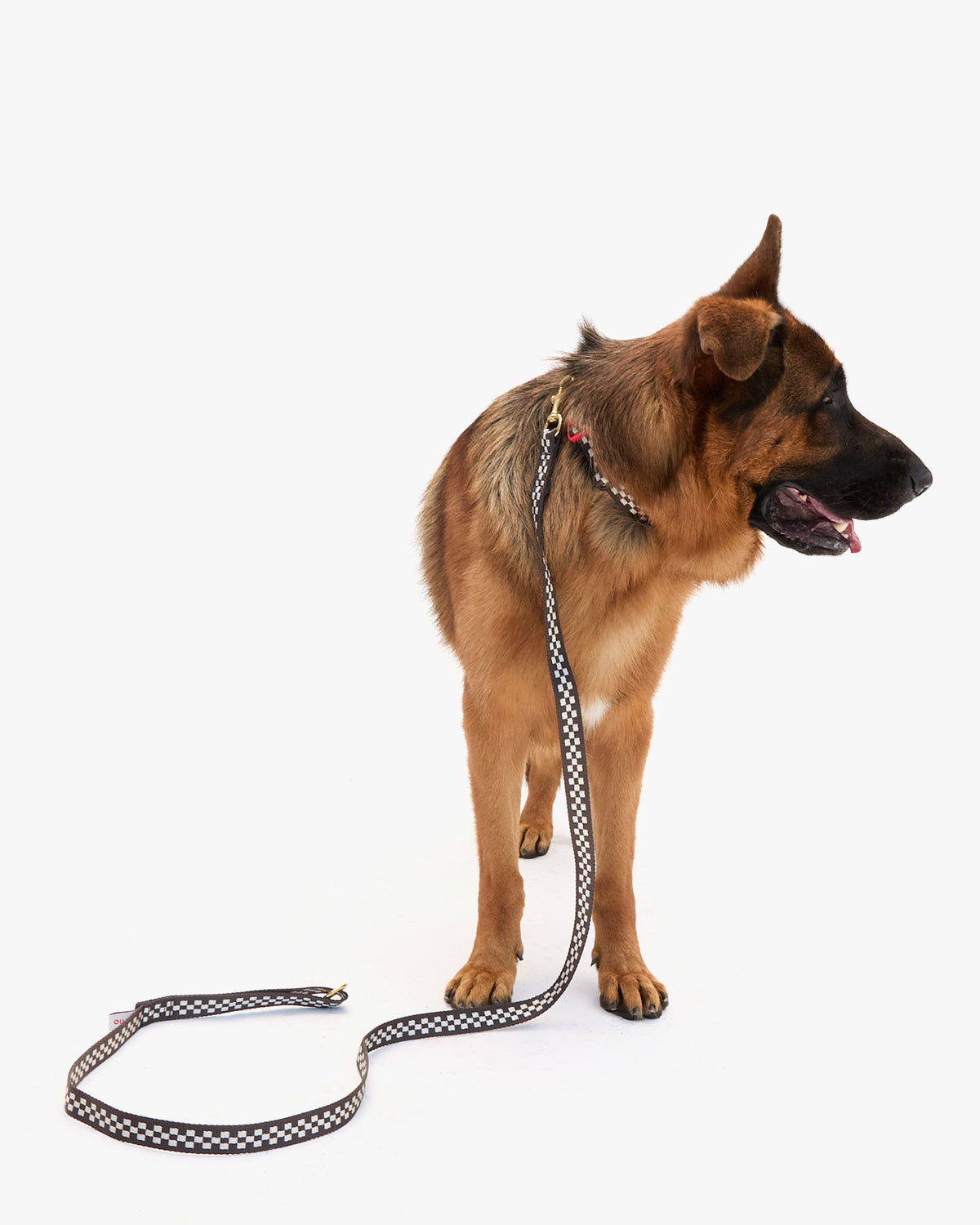 Elsa Leash on dog standing