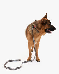 Elsa Leash on dog standing