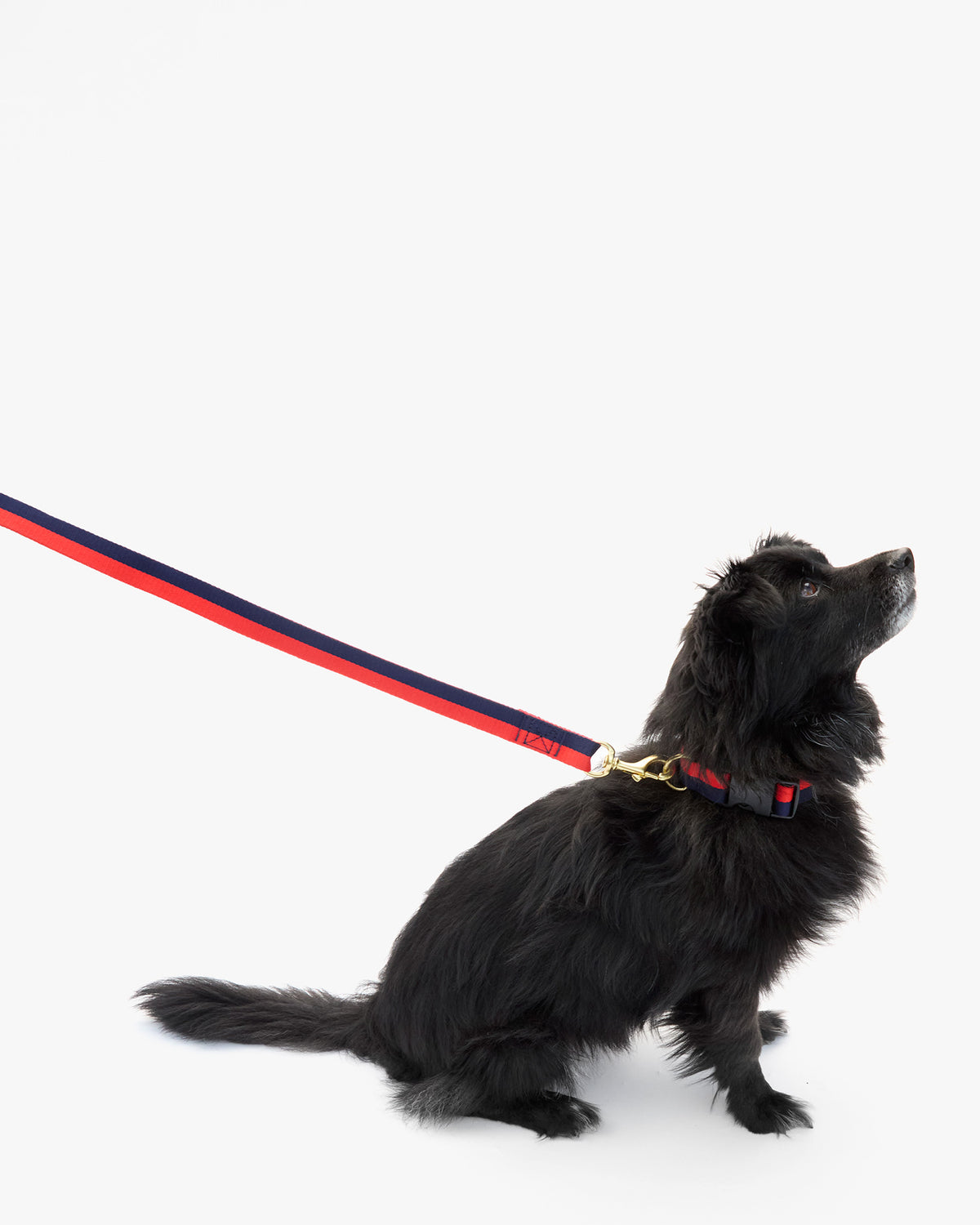 Elsa Leash on dog 2