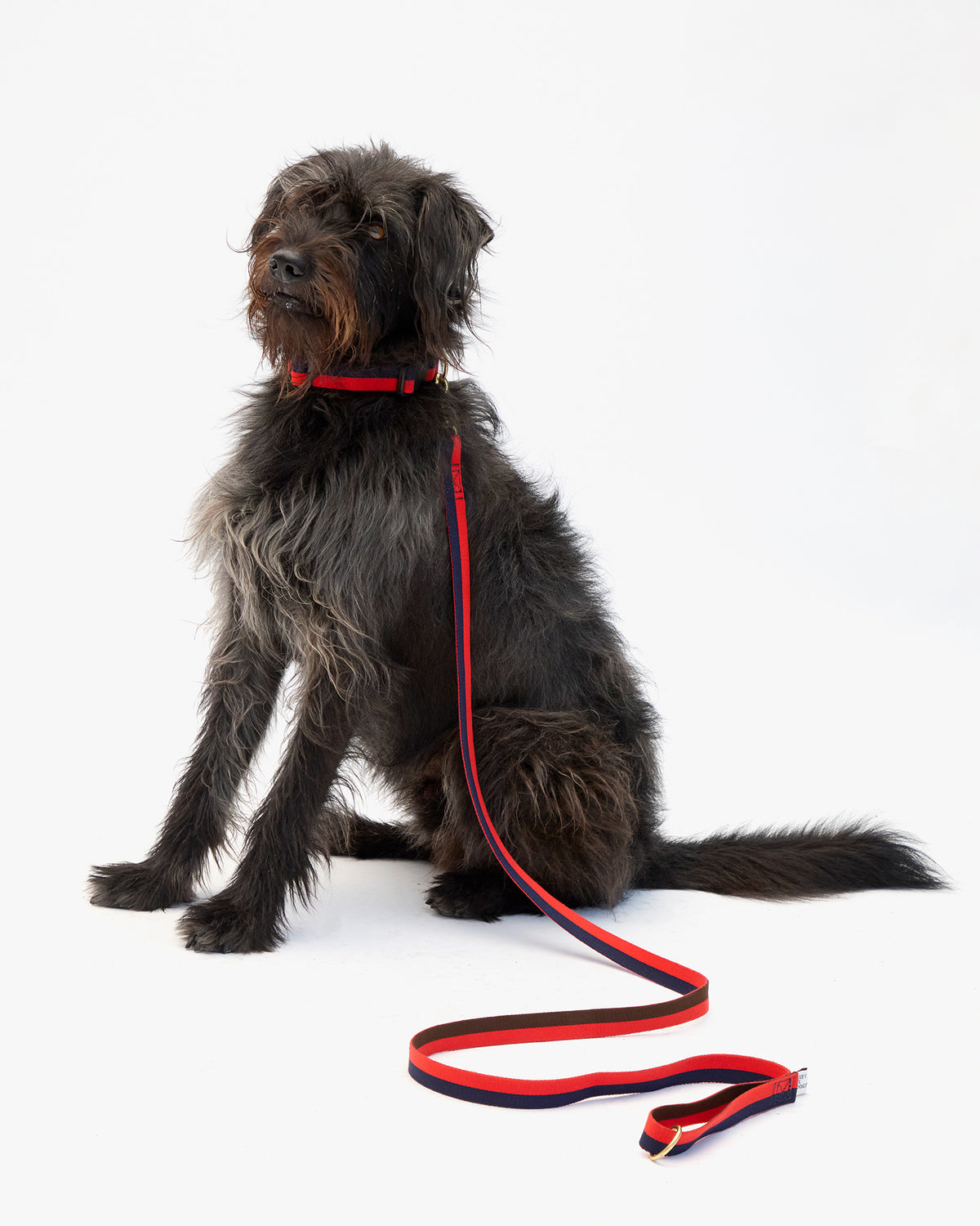 Elsa Leash on dog