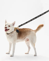 La Paw Keychain on dog leash