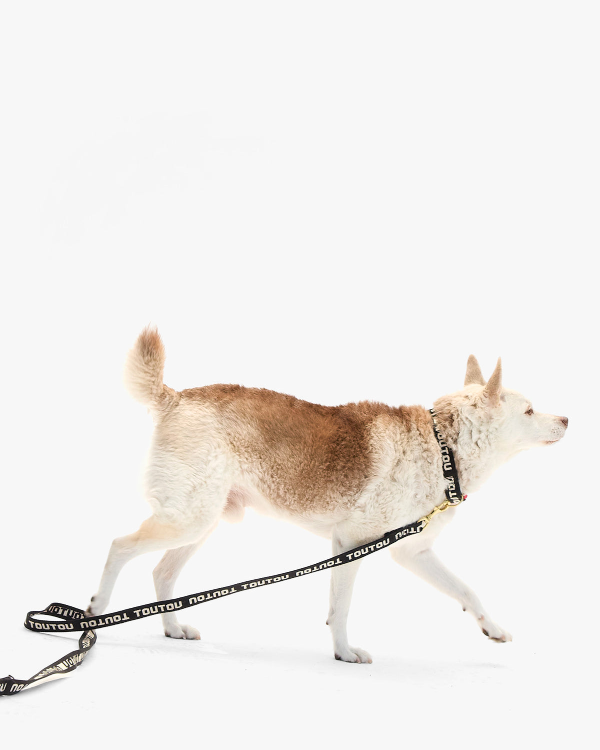 Elsa Leash on dog