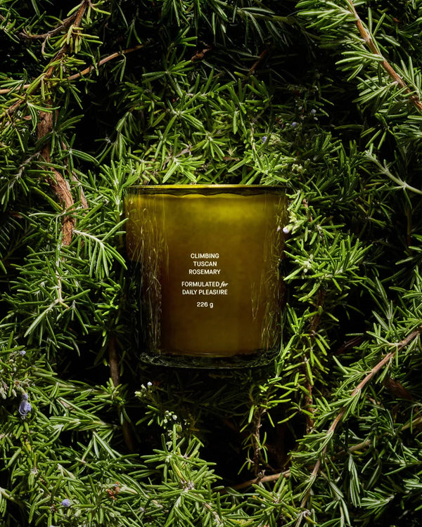 Climbing Tuscan Rosemary Candle against a bed of rosemary