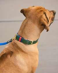 Paco Collar on dog 2