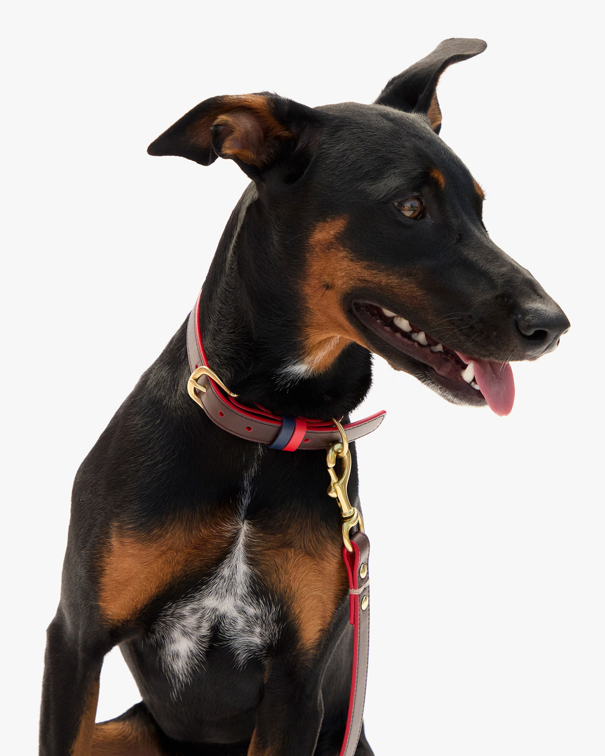 Paco Collar on dog 2