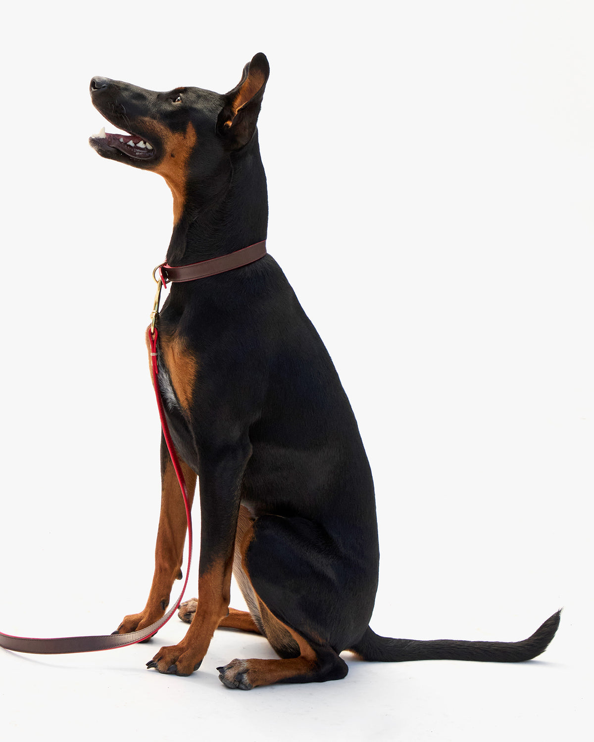 Paco Collar with leash