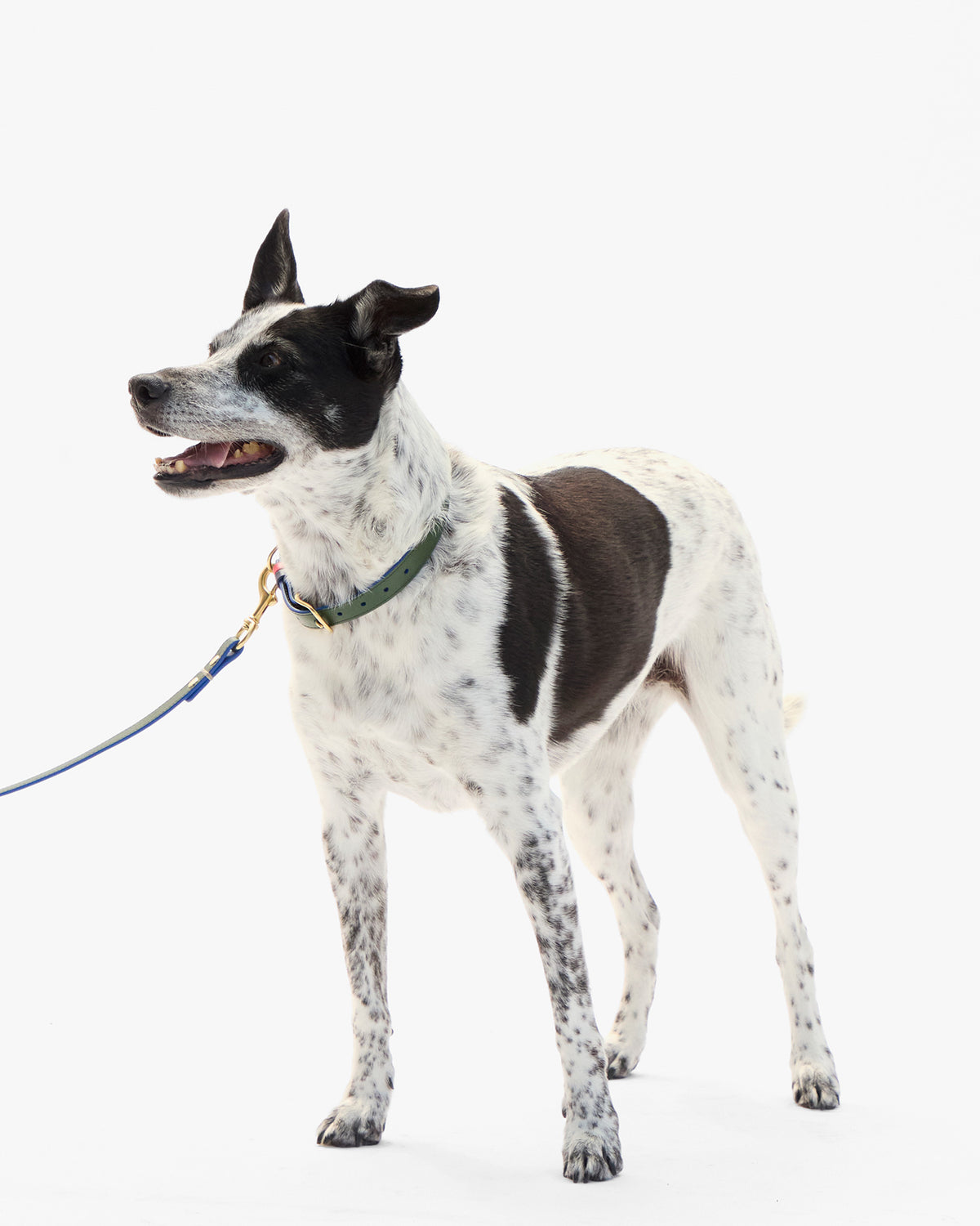 Paco Collar on dog with leash