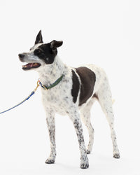 Paco Collar on dog with leash