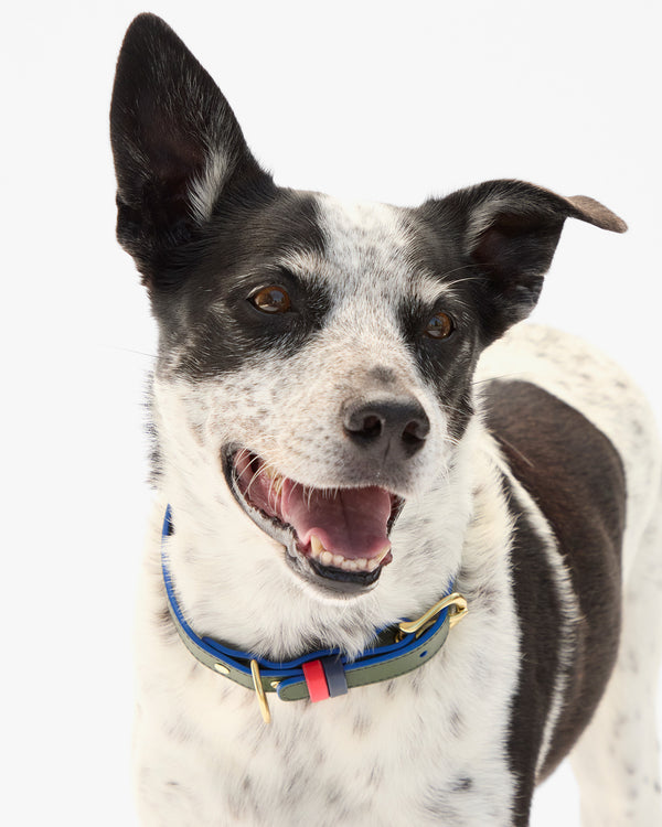 Paco Collar on dog