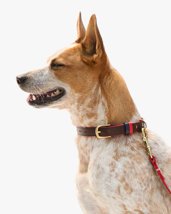 Paco Collar on dog