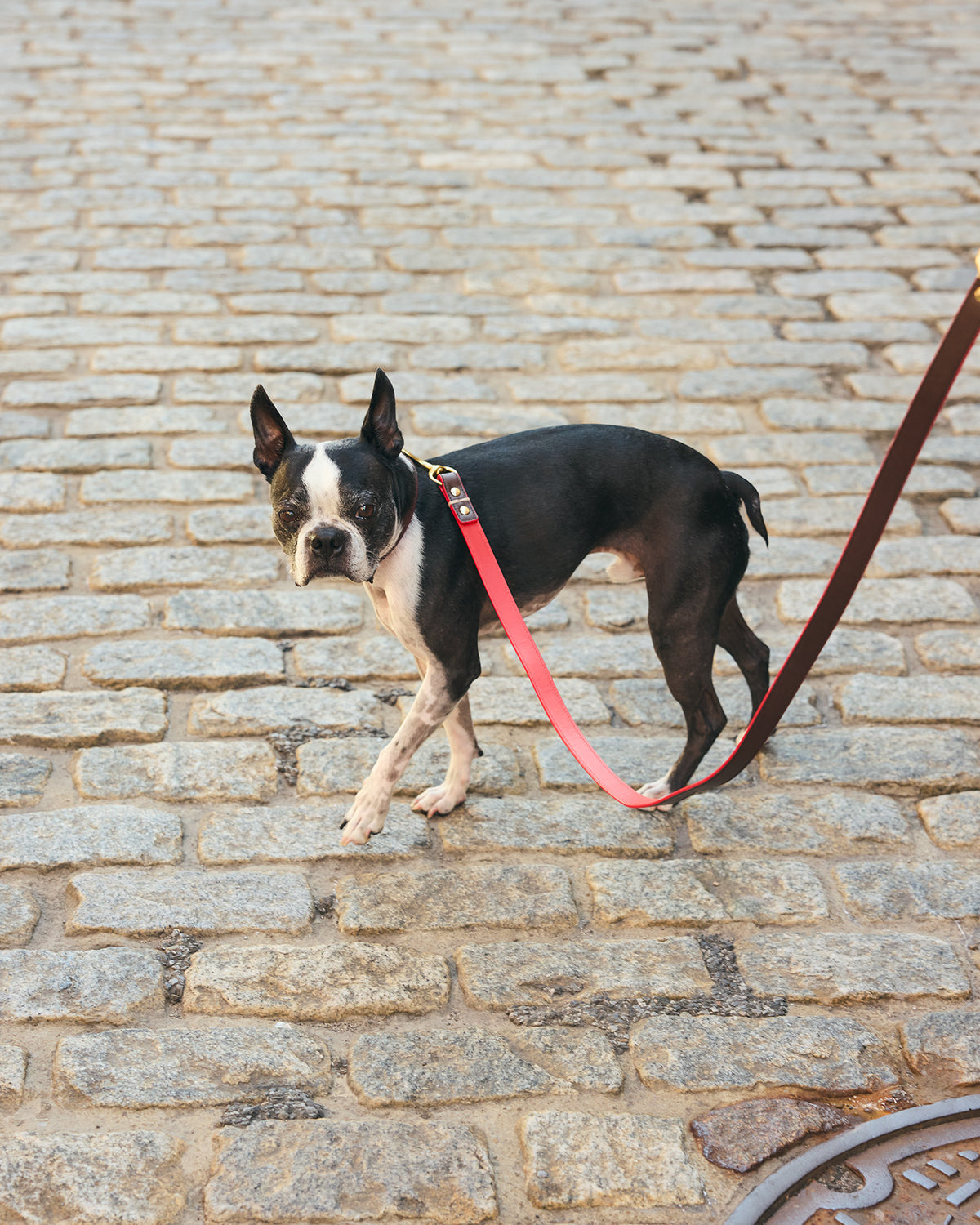 Paco Leashon dog outside