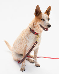 Paco Leash on dog 2