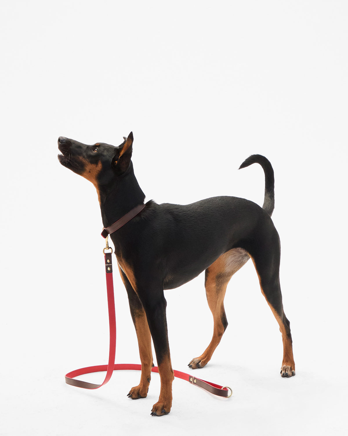 Paco Leash on dog
