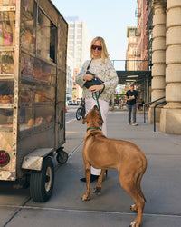 Dog on leash with model