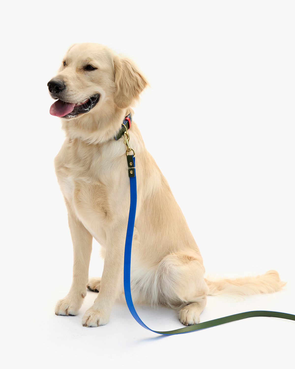 Paco Leash on dog