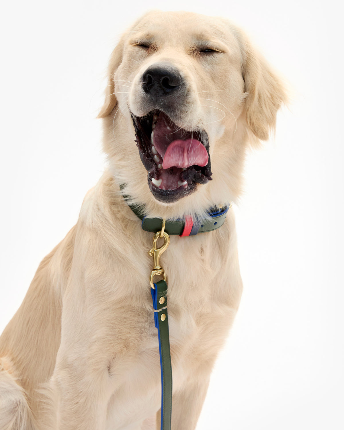 Paco Leash on dog yawning