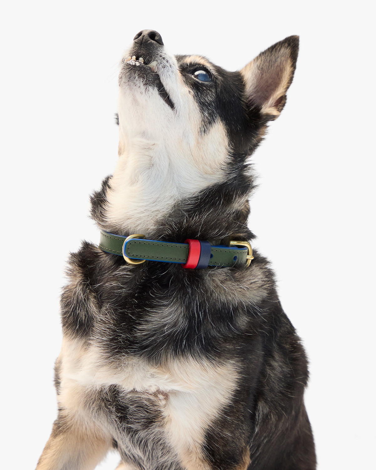 Paco Collar close up