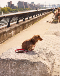 Paco Collar on dog outside