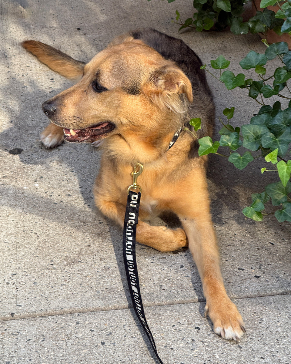 German Shephard wearing the Toutou Webbing leash with matching collar. 