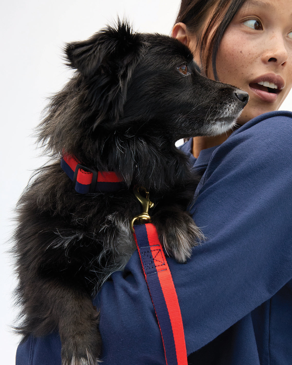 Coqui the most beautiful black dog wearing the Clare V. x The Dogist Navy and Poppy leash and matching collar. 